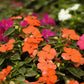 50 DWARF ORANGE IMPATIENS Walleriana Part Sun or Full Shade Flower Seeds