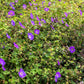 10 OREGON GERANIUM Oreganum Cranesbill Purple Native Flower Herb Seeds