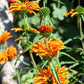 25 KLIP DAGGA (Lions Ear / Lions Tail / Wild Klip Dagga) Leonotis Nepetifolia Flower Seeds