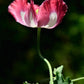 200 Organic AMPHORA POPPY Pink & White Papaver Somniferum Flower Seeds
