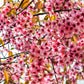 5 HIMALAYAN CHERRY Prunus Cerasoides Pink Flowers Red Fruit Tree Seeds