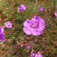 100 FALSE SLENDERLEAF FOXGLOVE Purple Gerardia Agalinis Tenuifolia Flower Seeds