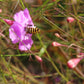 100 FALSE SLENDERLEAF FOXGLOVE Purple Gerardia Agalinis Tenuifolia Flower Seeds