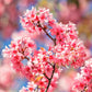 5 HIMALAYAN CHERRY Prunus Cerasoides Pink Flowers Red Fruit Tree Seeds