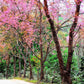 5 HIMALAYAN CHERRY Prunus Cerasoides Pink Flowers Red Fruit Tree Seeds