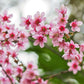 5 HIMALAYAN CHERRY Prunus Cerasoides Pink Flowers Red Fruit Tree Seeds