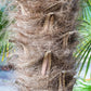 10 WAGNER WINDMILL PALM Dwarf Chusa Trachycarpus Fortunei Wagnerianus Tree Houseplant Seeds
