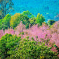 5 HIMALAYAN CHERRY Prunus Cerasoides Pink Flowers Red Fruit Tree Seeds