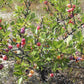5 BEACH PLUM Prunus Maritima Native Edible Fruit Shrub Bush White Flower Seeds