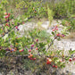 5 BEACH PLUM Prunus Maritima Native Edible Fruit Shrub Bush White Flower Seeds