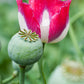 200 Organic AMPHORA POPPY Pink & White Papaver Somniferum Flower Seeds