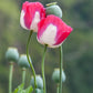 200 Organic AMPHORA POPPY Pink & White Papaver Somniferum Flower Seeds