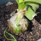 20 PREGNANT ONION SEEDS aka False Sea Onion Lily Ornithogalum Caudatum Flower Good Houseplant