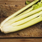 1000 GOLDEN Self-BLANCHING CELERY aka Burpee's or Dwarf Golden Apium Graveolens Dulce Vegetable Seeds