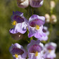300 PALMERS PENSTEMON (Beardtongue / Balloon Flower) Penstemon Palmeri Flower Seeds