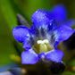 30 Dark Blue NIKITA GENTIAN Gentiana Dahurica Siberian Flower Herb Seeds