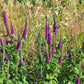 100 PURPLE TAILS WOOD SAGE Teucrium Hyrcanicum Caucasian Germander Herb Reddish Purple Flower Seeds