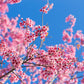 5 HIMALAYAN CHERRY Prunus Cerasoides Pink Flowers Red Fruit Tree Seeds