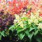 100 MIXED COLORS SALVIA Splendens Red Purple White Pink Sage Flower Seeds