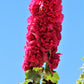 50 Dwarf Double HOLLYHOCK MAJORETTE MIX Alcea Rosea Red Pink White Maroon Yellow Mixed Color Flower Seeds