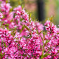 5 DWARF RUSSIAN ALMOND Prunus Tenella Rose Red Pink Fragrant Flower Shrub Seeds