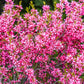 5 DWARF RUSSIAN ALMOND Prunus Tenella Rose Red Pink Fragrant Flower Shrub Seeds
