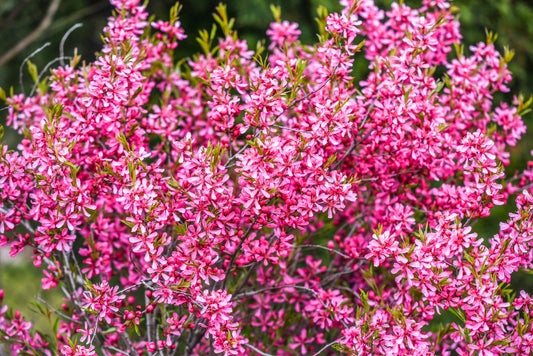 5 DWARF RUSSIAN ALMOND Prunus Tenella Rose Red Pink Fragrant Flower Shrub Seeds