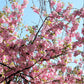 5 HIMALAYAN CHERRY Prunus Cerasoides Pink Flowers Red Fruit Tree Seeds