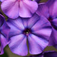 100 Mixed Colors DRUMMOND PHLOX MIX Pink, Red, White, Purple Phlox Drummondii Flower Seeds