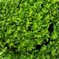 500 DWARF GREEK BASIL Ocimum Basilicum Fragrant Spicy Small Bright Green Leaf Herb Seeds