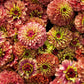 20 Organic QUEENY LIME MIX ZINNIA Elegans Mixed Colors Red Orange Yellow Pink Green Queen Flower Seeds