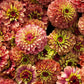 250 ZIN MASTER ZINNIA Mix Elegans Mixed Colors Flower Seeds