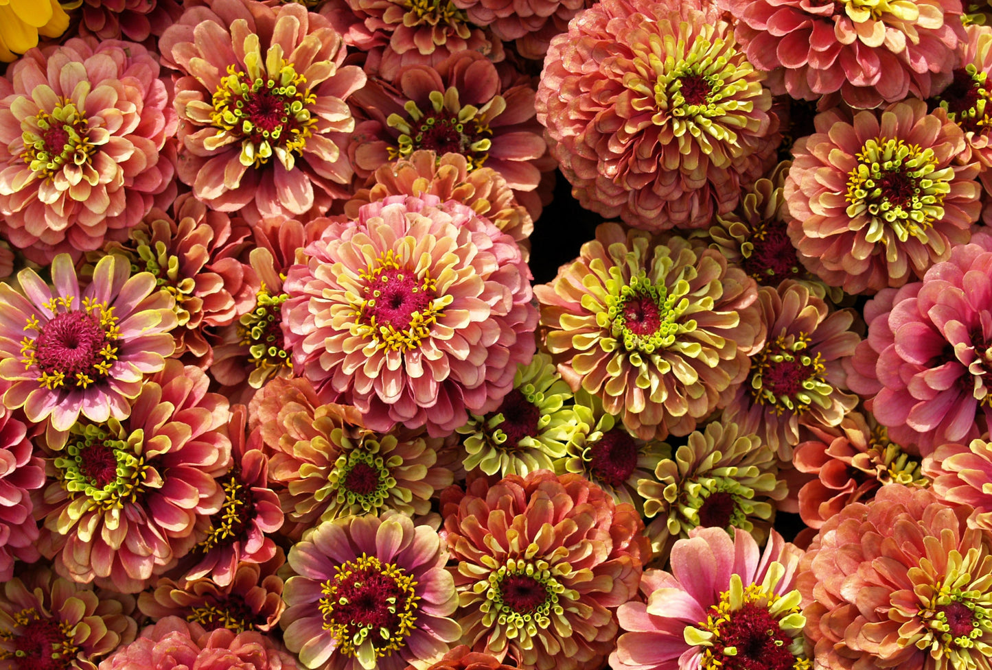 250 ZIN MASTER ZINNIA Mix Elegans Mixed Colors Flower Seeds
