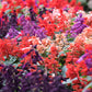 100 MIXED COLORS SALVIA Splendens Red Purple White Pink Sage Flower Seeds