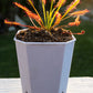 Venus Flytrap Repotting Kit - Premium Venus Flytrap Soil With Planters 3.5X3.5X4.8
