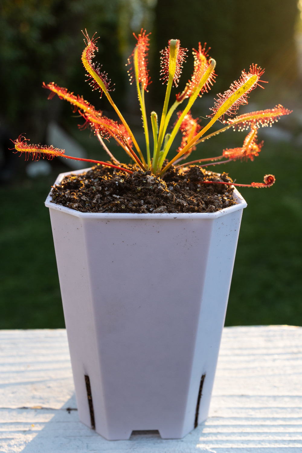 Venus Flytrap Repotting Kit - Premium Venus Flytrap Soil With Planters 3.5X3.5X4.8
