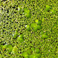 Duckweed Starter Bag Live Great for fish Aquariums