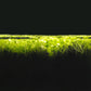 Duckweed