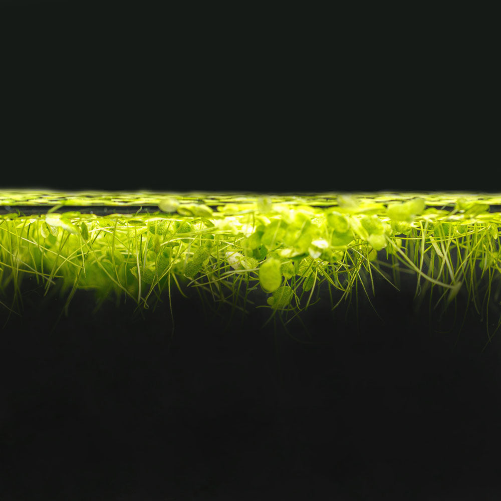 Duckweed