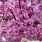 20 Eastern REDBUD TREE Cercis Canadensis Pink Flowering Native Tree Seeds