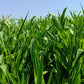 50 HONEY DRIP SORGHUM Bicolor Honey Drop Syrup Grain Vegetable Seeds
