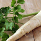 Dutch Hamburg Parsley Root Sugar Heirloom Herbs Vegetable Non GMO - 2000 Seeds
