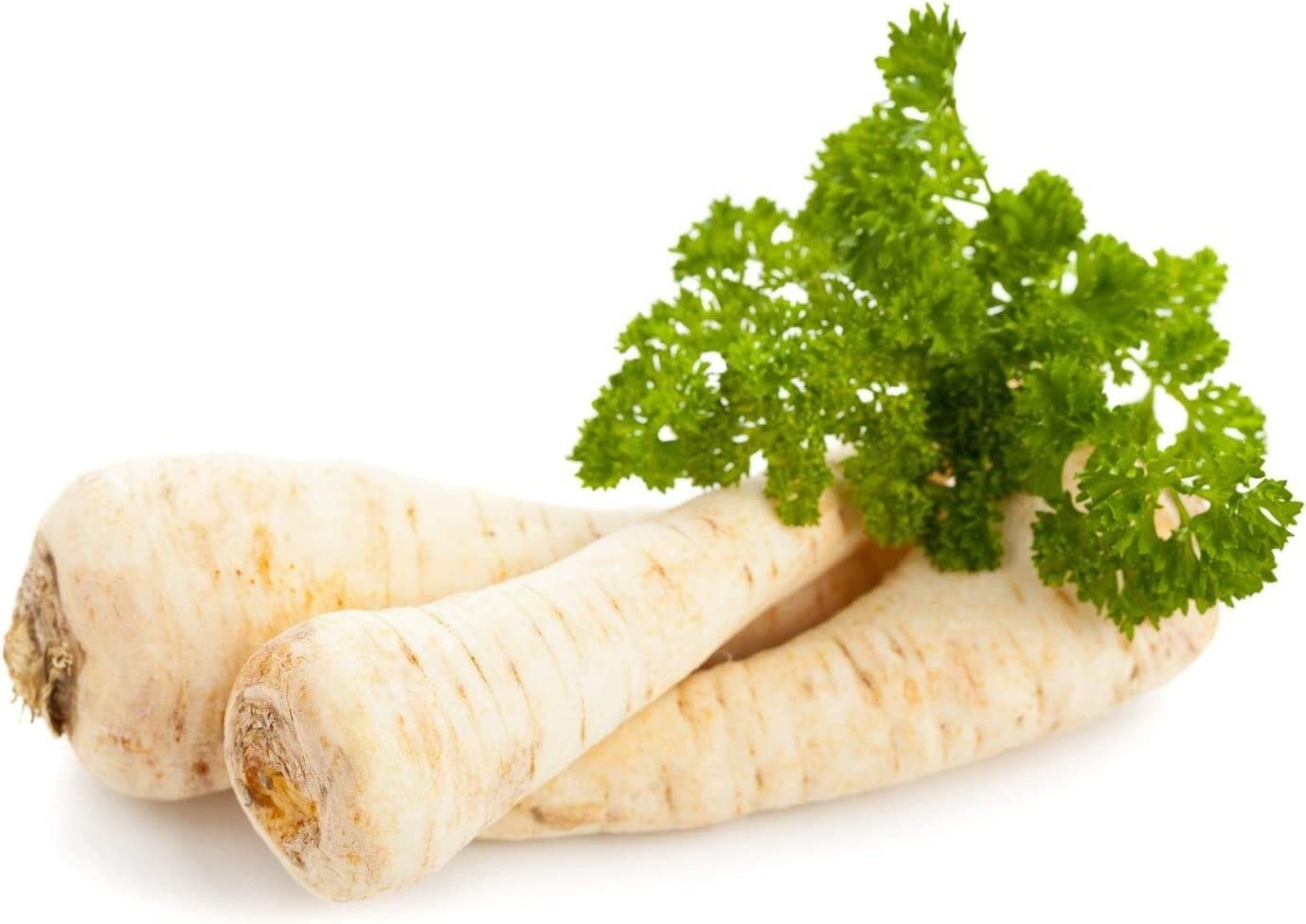 Dutch Hamburg Parsley Root Sugar Heirloom Herbs Vegetable Non GMO - 20 ...
