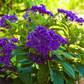 Dwarf Marine Heliotrope – 50 Seeds