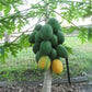 Dwarf Waimanalo Papaya - 10 Seeds - Rare Tropical Fruit Tree Seeds Plant