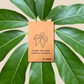 Semillas de Schefflera Arboricola 'Planta Paraguas Enana'