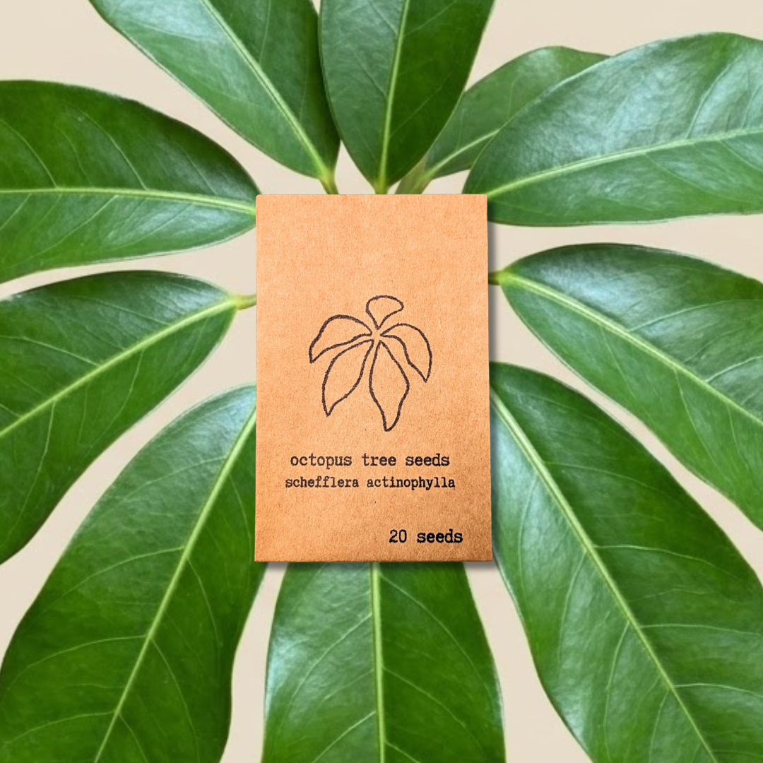 Semillas de Schefflera Arboricola 'Planta Paraguas Enana'