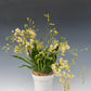 Oncidium Twinkle 'Fragrance Fantasy' Orchid - with multi spikes. A compact Oncidium with white flowers blooms that have a sweet scent!