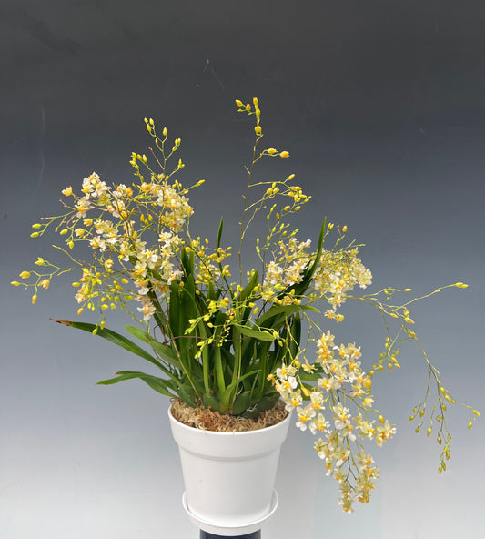 Oncidium Twinkle 'Fragrance Fantasy' Orchid - with multi spikes. A compact Oncidium with white flowers blooms that have a sweet scent!