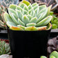 Echeveria Blue Atoll